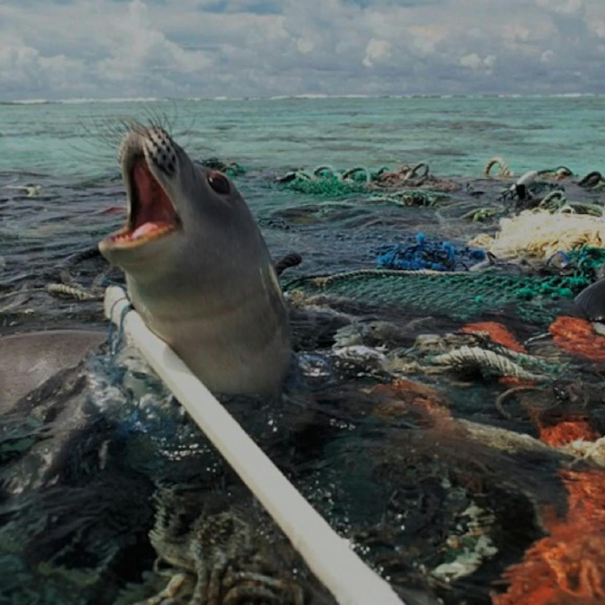 Sea Animals Affected By Plastic
