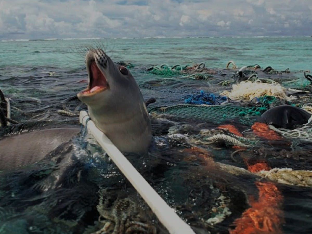 Marine debris: biodiversity impacts and potential solutions