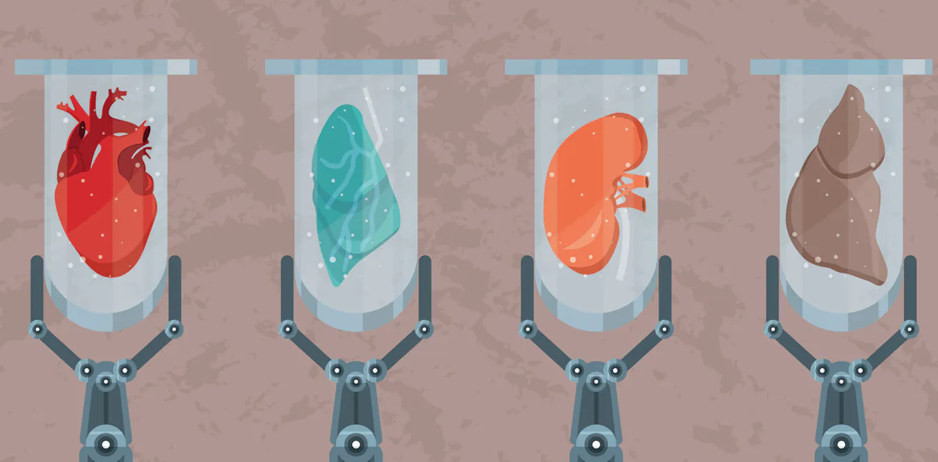 Rejected Organs Stem cells could regenerate organs โ but only if the body won't reject them