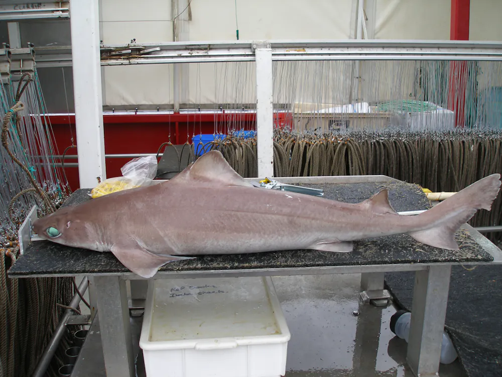 Harrison Fish Australian endangered species: Harrisson’s Dogfish