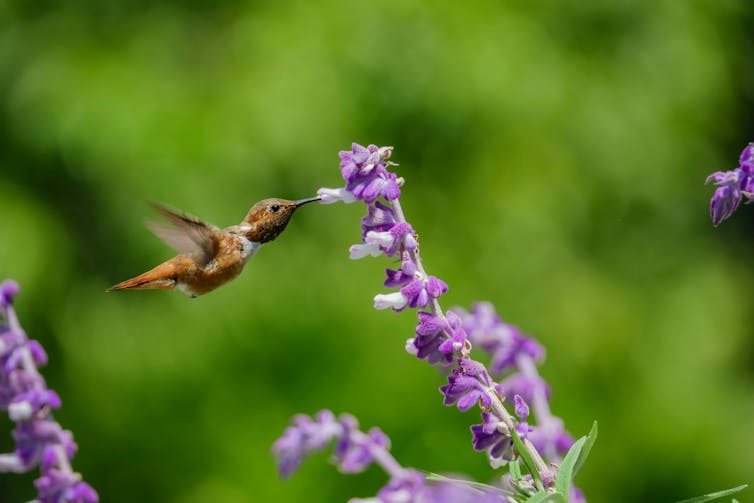 Curious kids: Why don't hummingbirds get fat or sick from drinking sugary nectar?