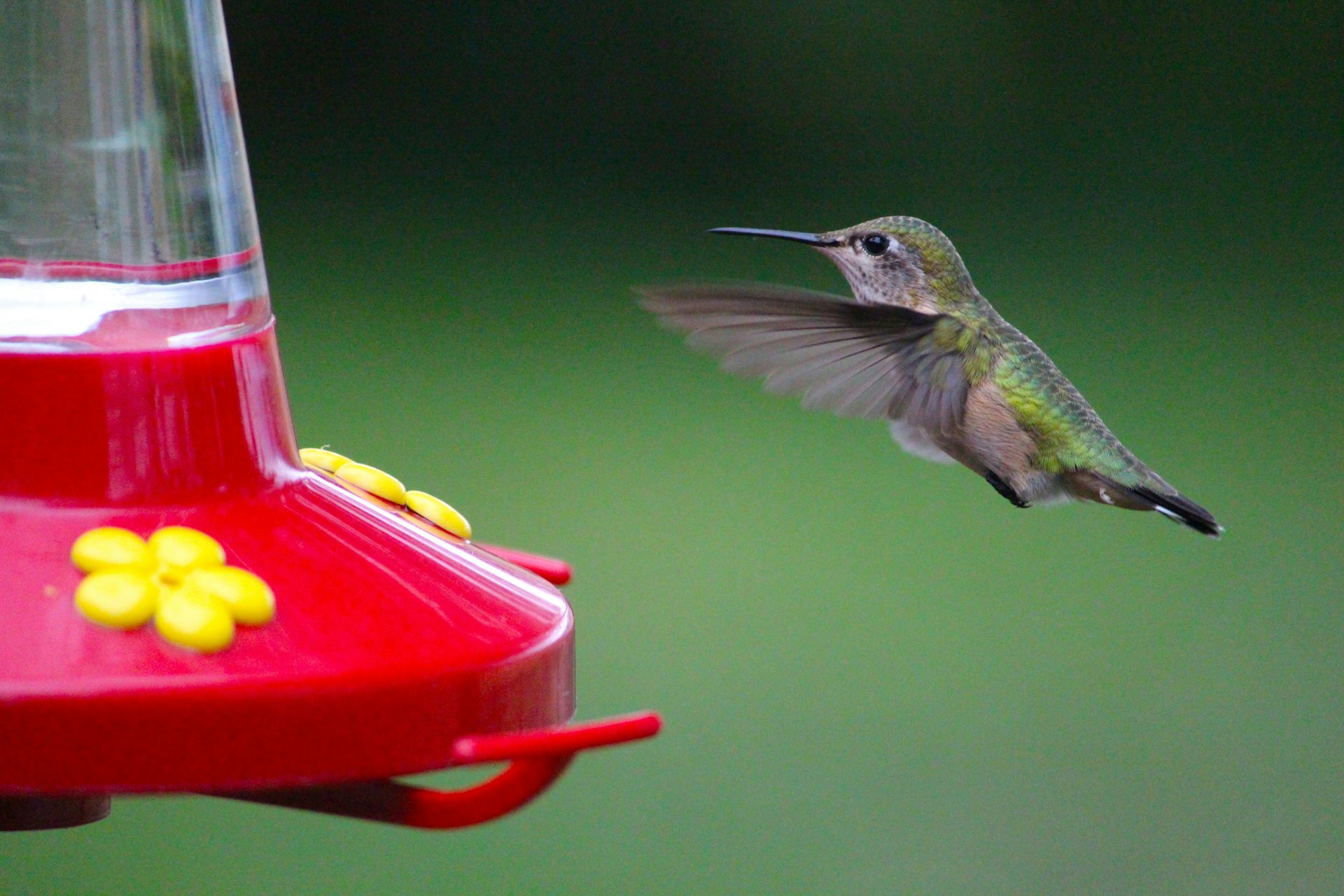 does red dye kill hummingbirds