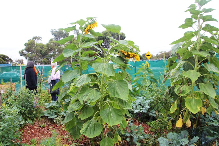 Sustainable Fawkner’s Dandelion Patch