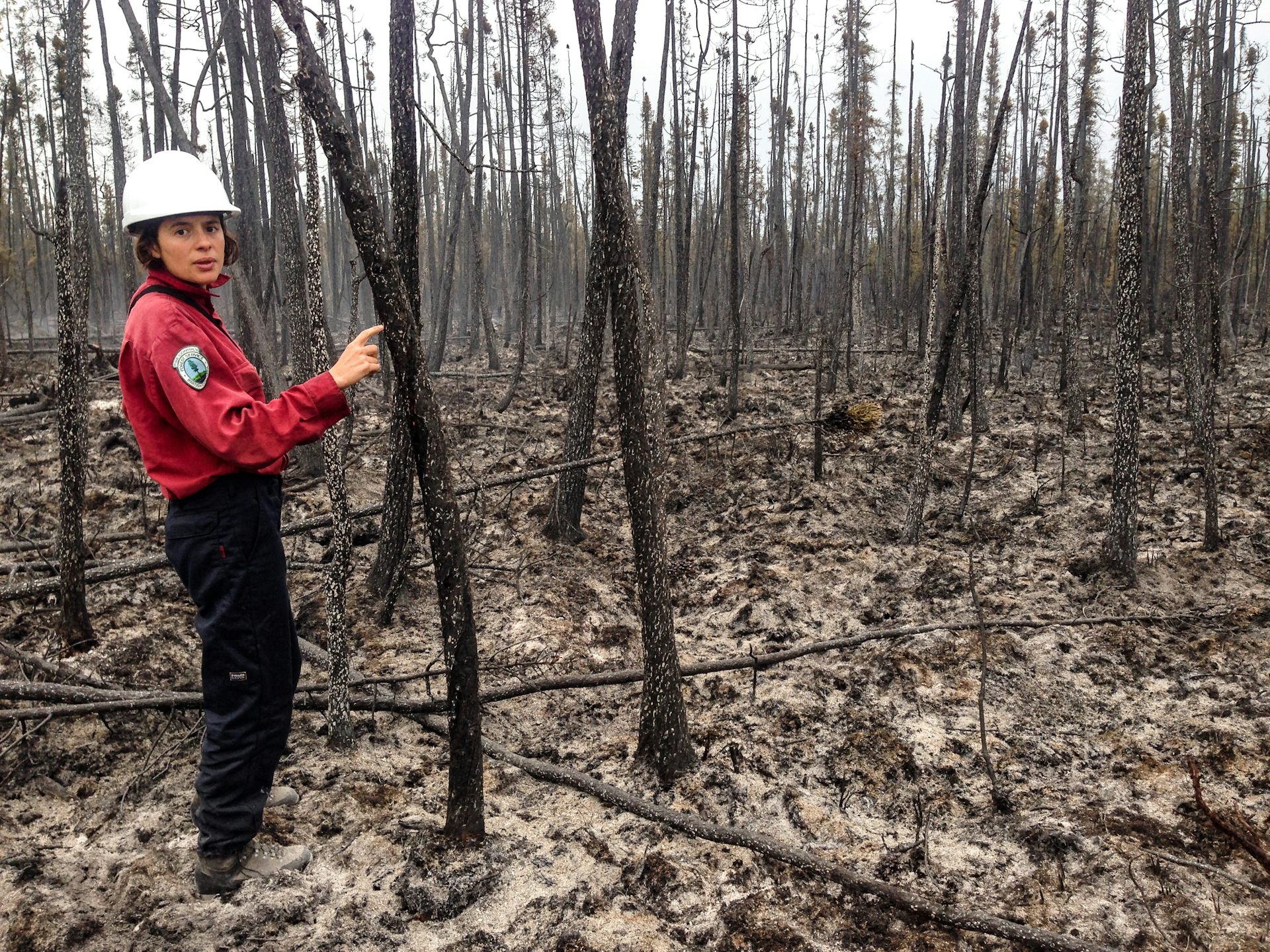 Increasing Wildfires Threaten To Turn Northern Hemisphere's Boreal ...