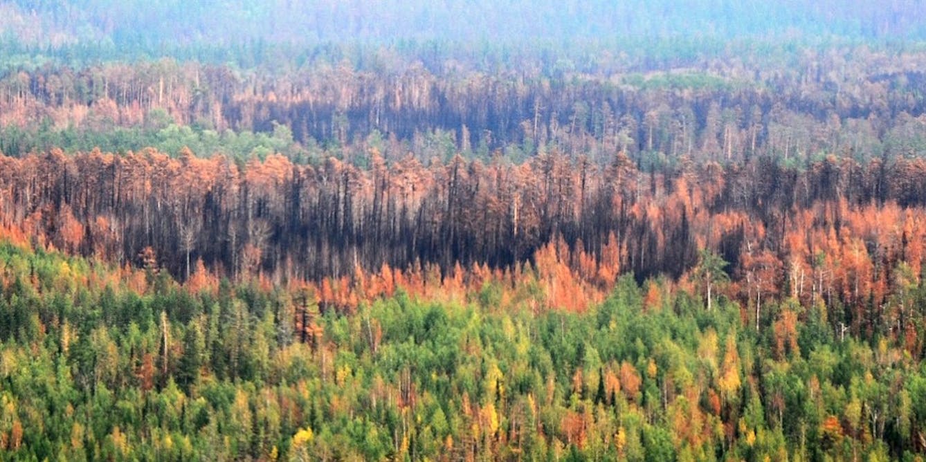 Forêt de bois de couleur des Hauts — Wikipédia