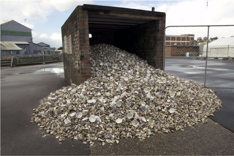 Friday Essay: a black marlin at Port Kembla and an 8,000-year-old midden – nature in the 21st century