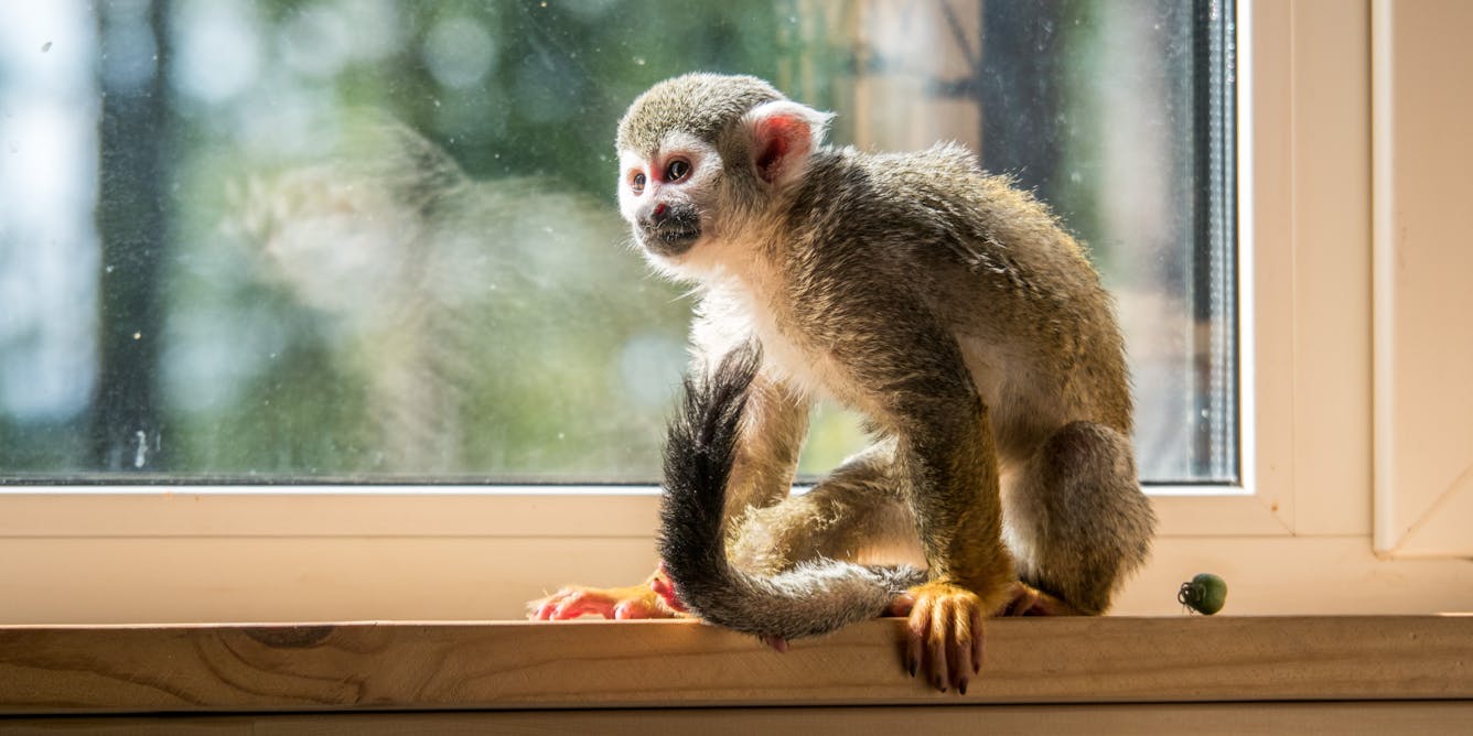 Keeping Monkeys As Pets Is Extraordinarily Cruel A Ban Is Long Overdue