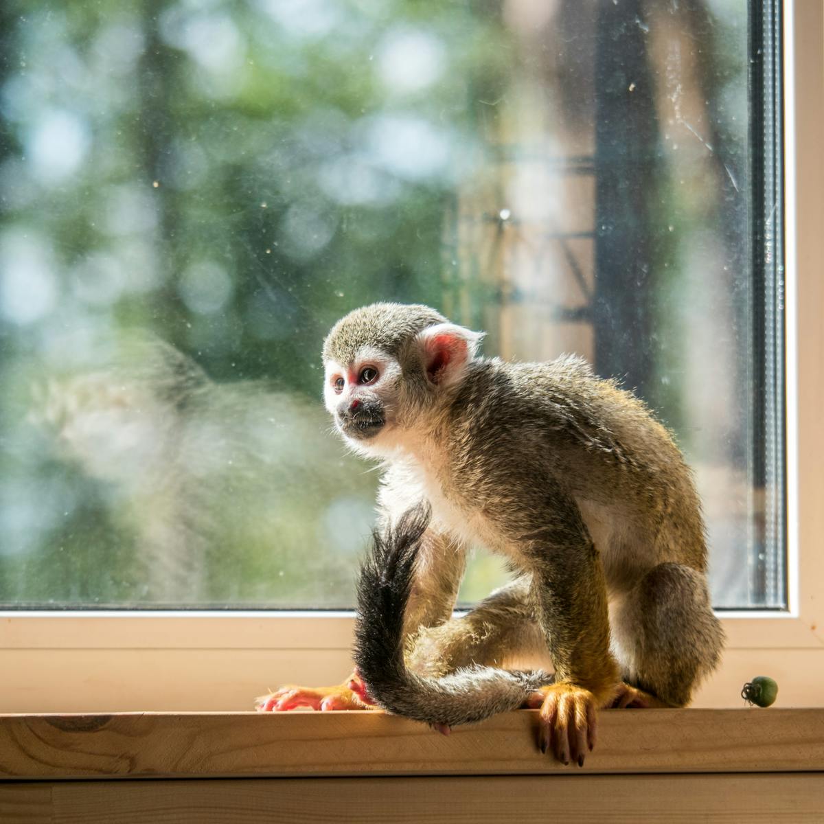 Keeping Monkeys As Pets Is Extraordinarily Cruel – A Ban Is Long Overdue Keeping Monkeys As Pets Is Extraordinarily Cruel – A Ban Is Long Overdue