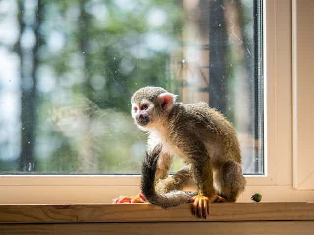 Problems With Keeping a Pet Monkey