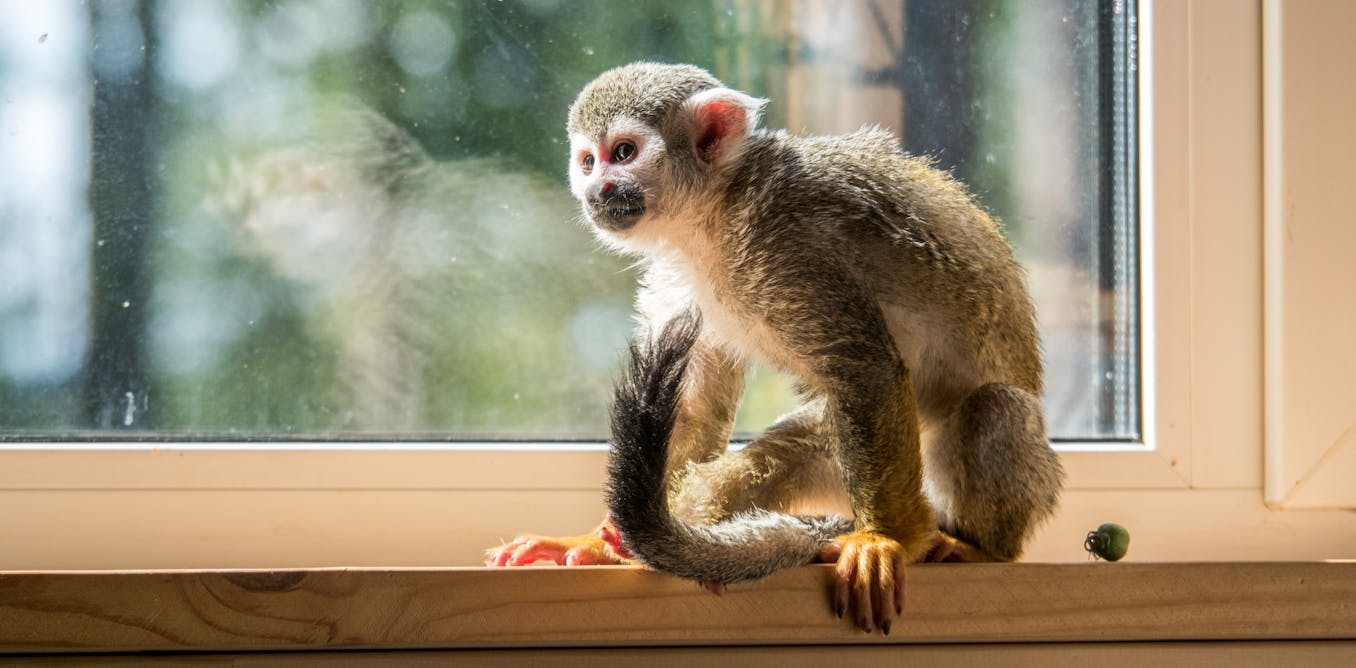 Keeping Monkeys As Pets Is Extraordinarily Cruel A Ban Is Long Overdue