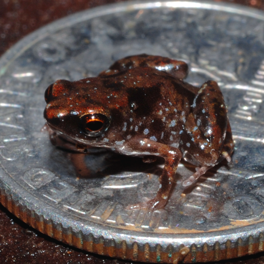 Curious Kids: What is the smallest animal ever?