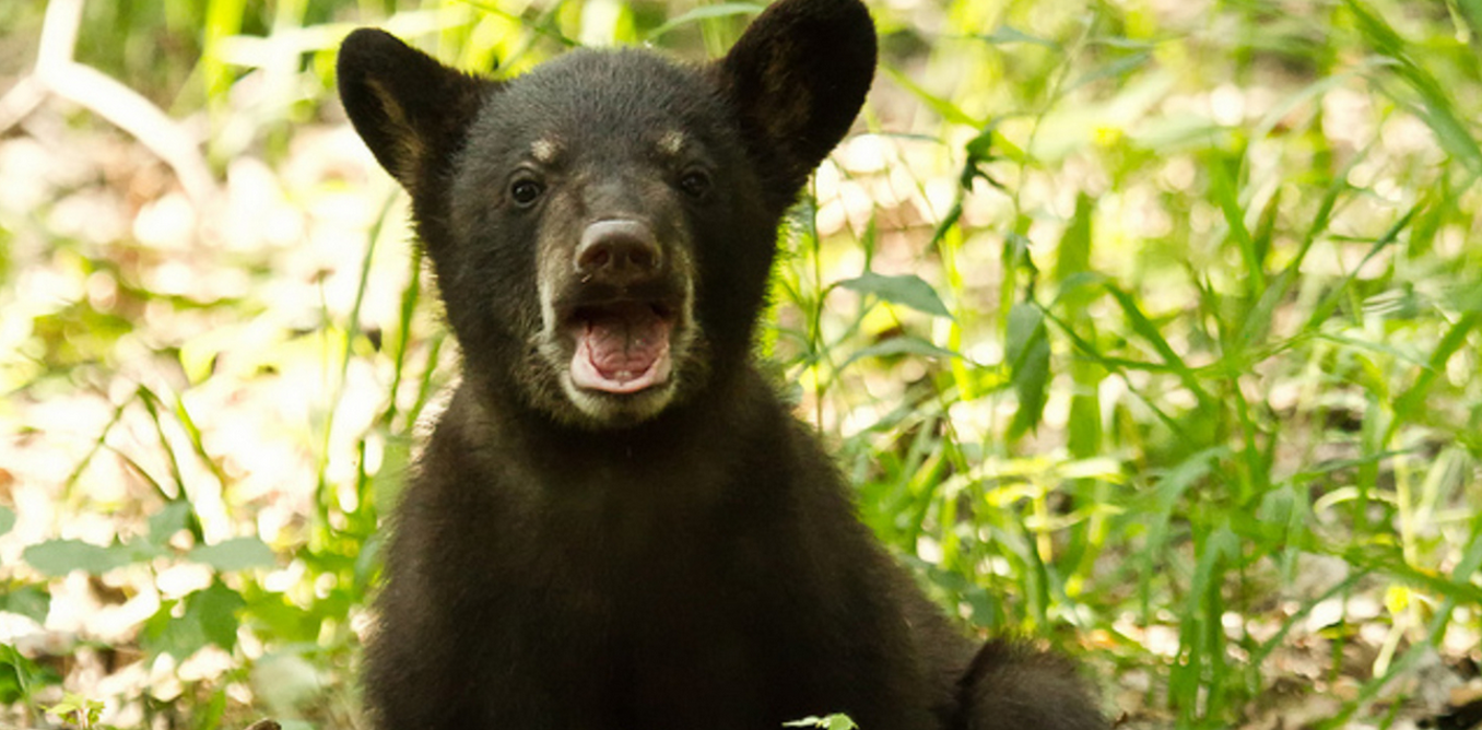 Hibernating Bears Run Hotter And Cleaner While Pregnant homemade-toilet-cleaner-3-natural-recipes-for-cleaning-the-bowl-and