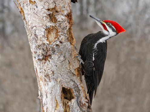 How do woodpeckers avoid brain injury?