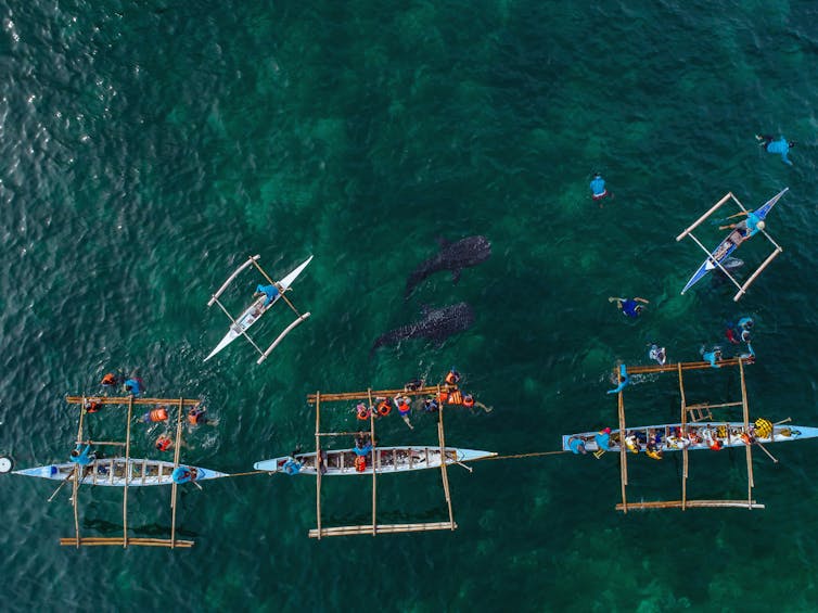 Poor Filipino fishermen are making millions protecting whale sharks