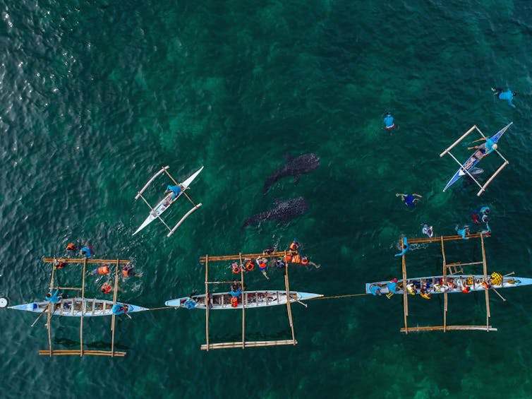 whale sharks