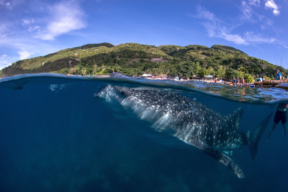 Poor Filipino fishermen are making millions protecting whale sharks