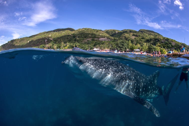 whale sharks