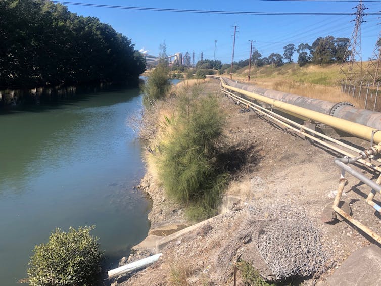 a black marlin at Port Kembla and an 8,000-year-old midden – nature in the 21st century