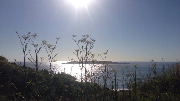 a black marlin at Port Kembla and an 8,000-year-old midden – nature in the 21st century