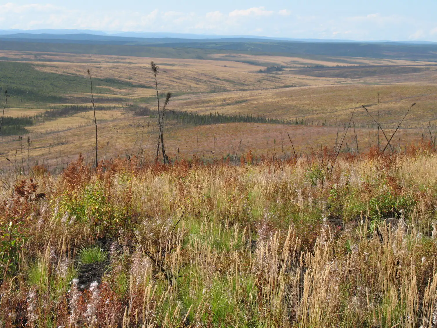 Altering Forests More frequent fires could dramatically alter boreal forests and emit ...