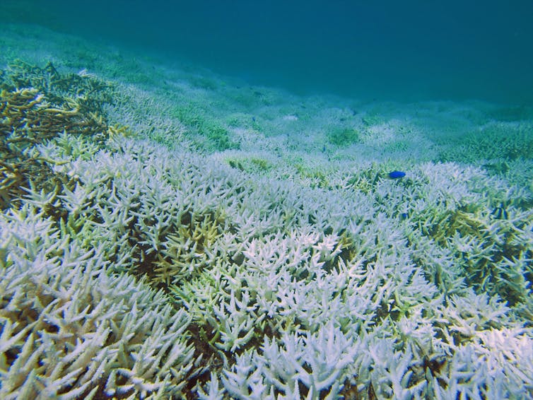 Meet the super corals that can handle acid, heat and suffocation