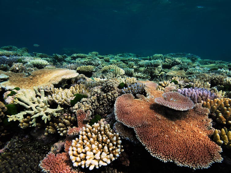 Meet the super corals that can handle acid, heat and suffocation