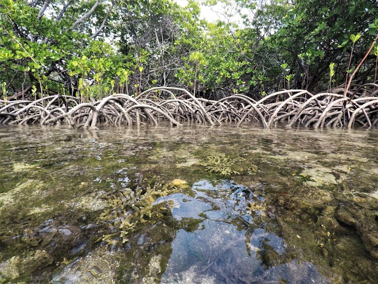 Meet the super corals that can handle acid, heat and suffocation