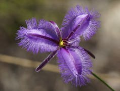 what home gardeners can learn from nature's rebirth after fire