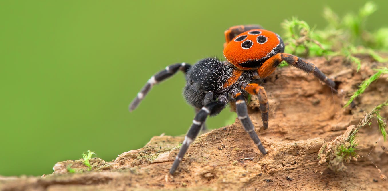 Spiders are threatened by climate change – and even the biggest arachnophobes should be worried - The Conversation - UK