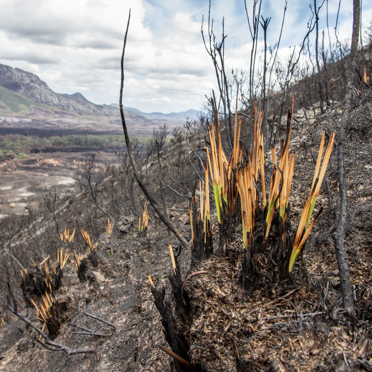 Plants Can Recover After Being Burned So Why Might Some Species