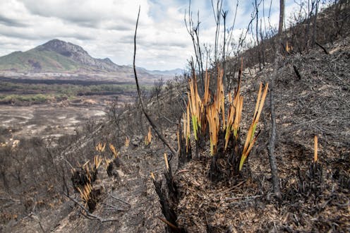 Plants Can Recover After Being Burned So Why Might Some Species In The Amazon Face Local Wipe Out