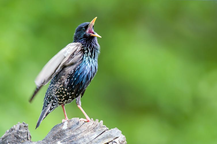 Complex birdsongs help biologists piece together the evolution of lifelong learning