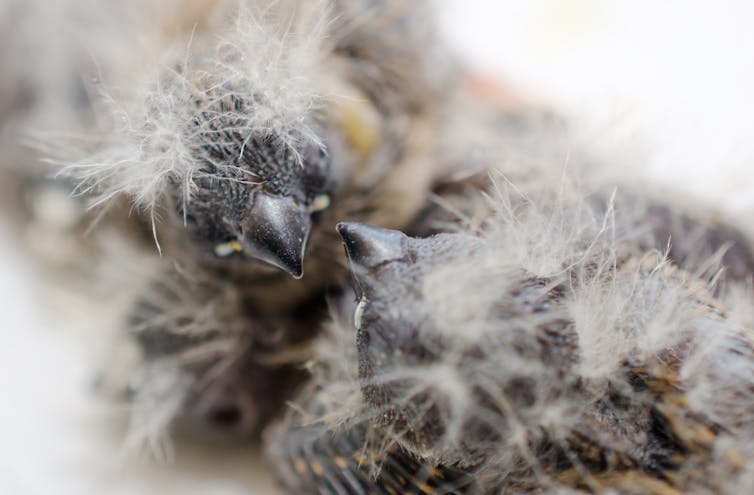 Complex birdsongs help biologists piece together the evolution of lifelong learning