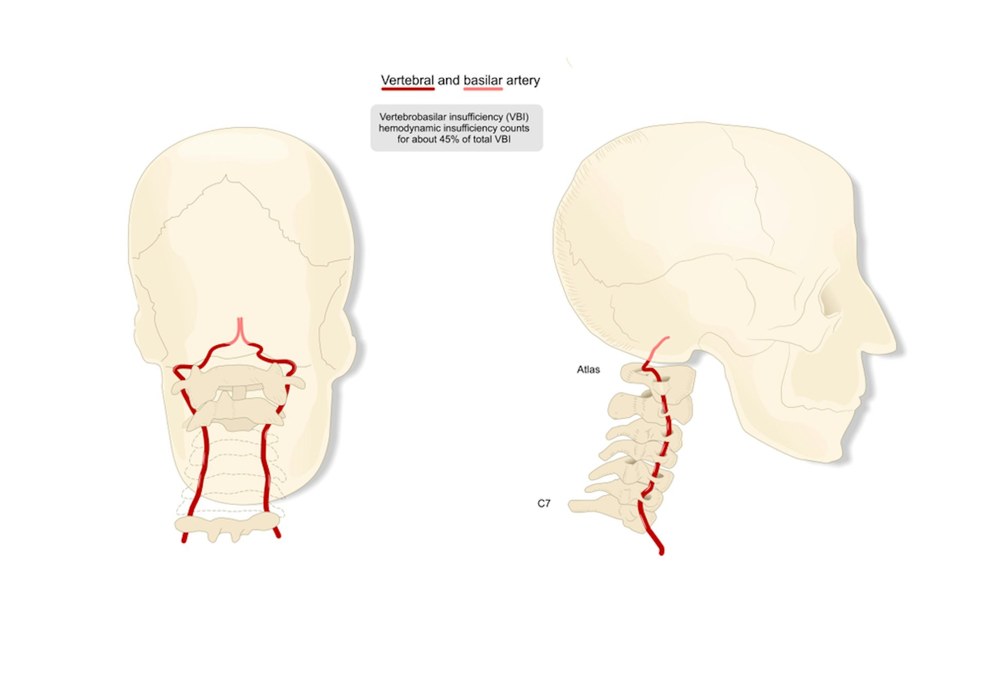 neck diagrams pro crack