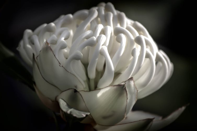 Waratah is an icon of the Aussie bush (and very nearly our national emblem)