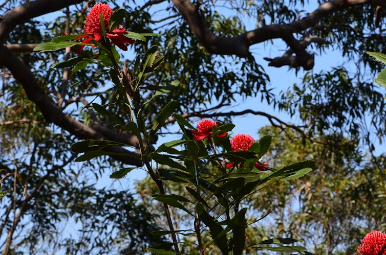 Waratah is an icon of the Aussie bush (and very nearly our national emblem)