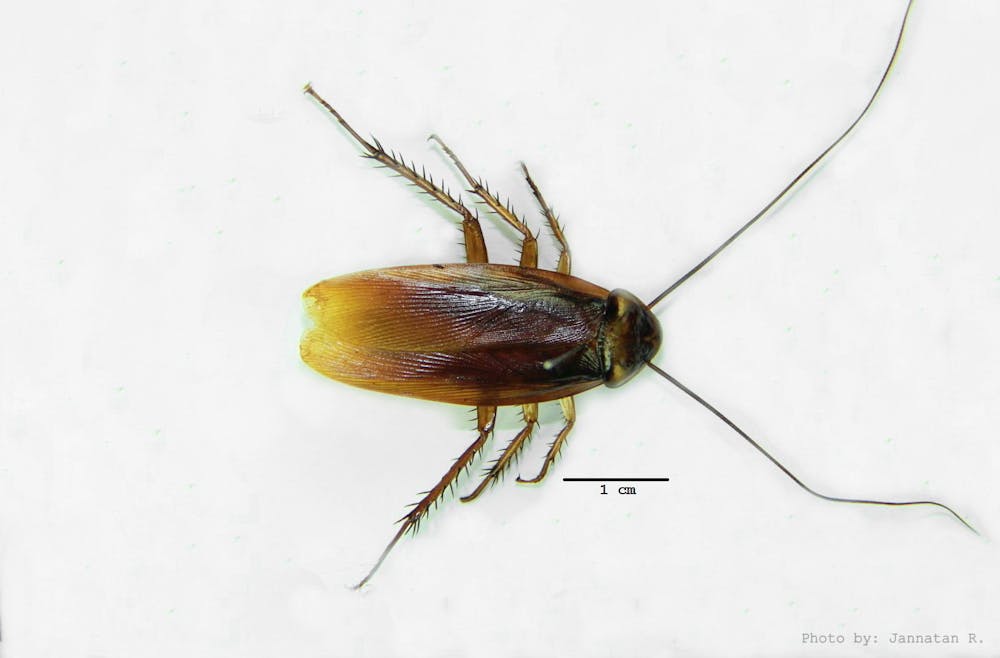 6 Fakta Unik Kecoak Yang Mungkin Anda Belum Tahu Selamat Dari Iklim Ekstrem Hingga Membawa Penyakit