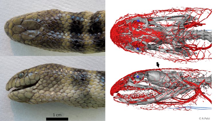 Deep breath: this sea snake gathers oxygen through its forehead