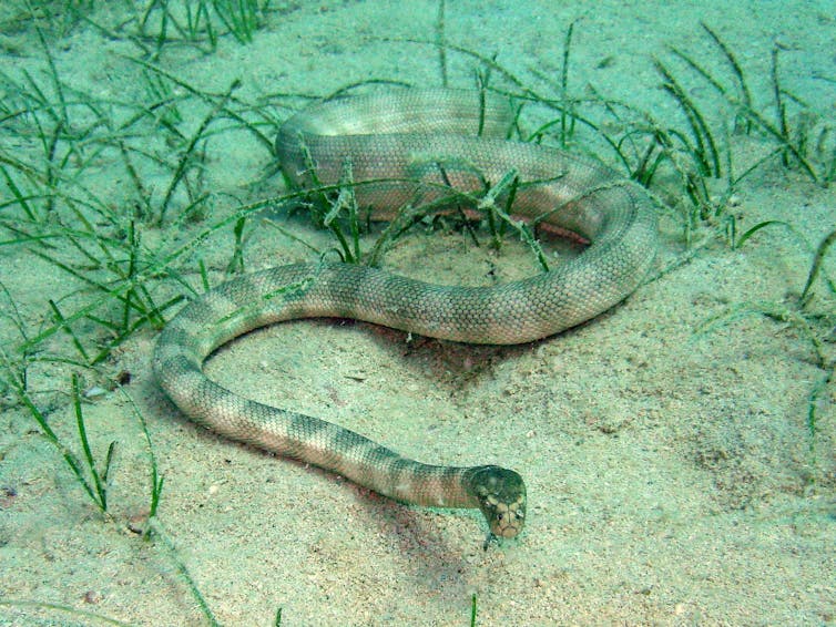 this sea snake gathers oxygen through its forehead