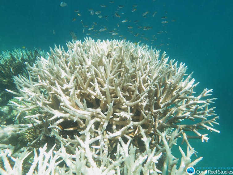 The Great Barrier Reef outlook is 'very poor'. We have one last chance to save it