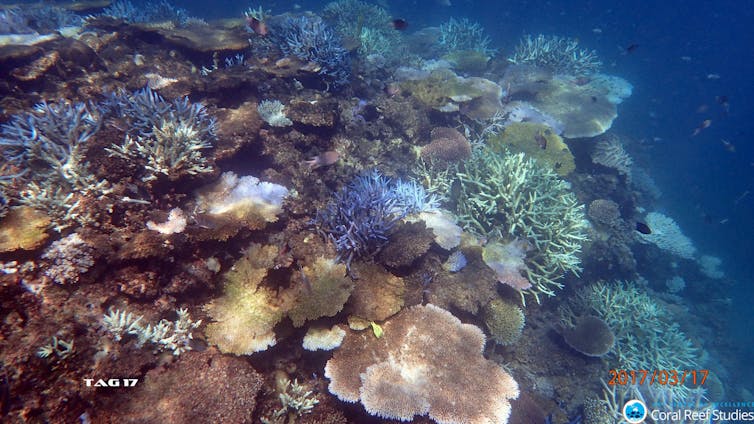 The Great Barrier Reef outlook is 'very poor'. We have one last chance to save it