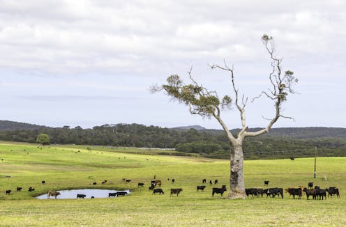 Virtual fences and cattle: how new tech could allow effective, sustainable land sharing