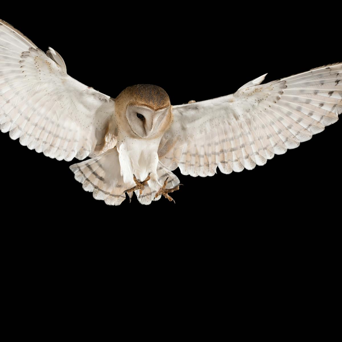 Barn Owls Reflect Moonlight In Order To Stun Their Prey