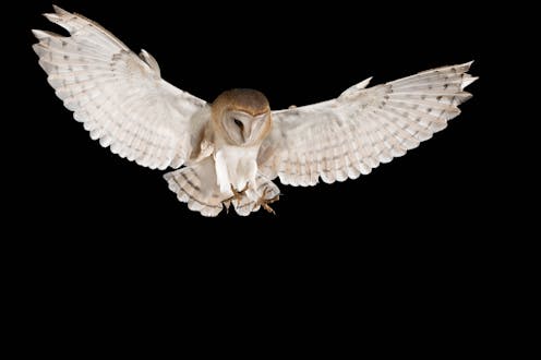 Barn Owls Reflect Moonlight In Order To Stun Their Prey