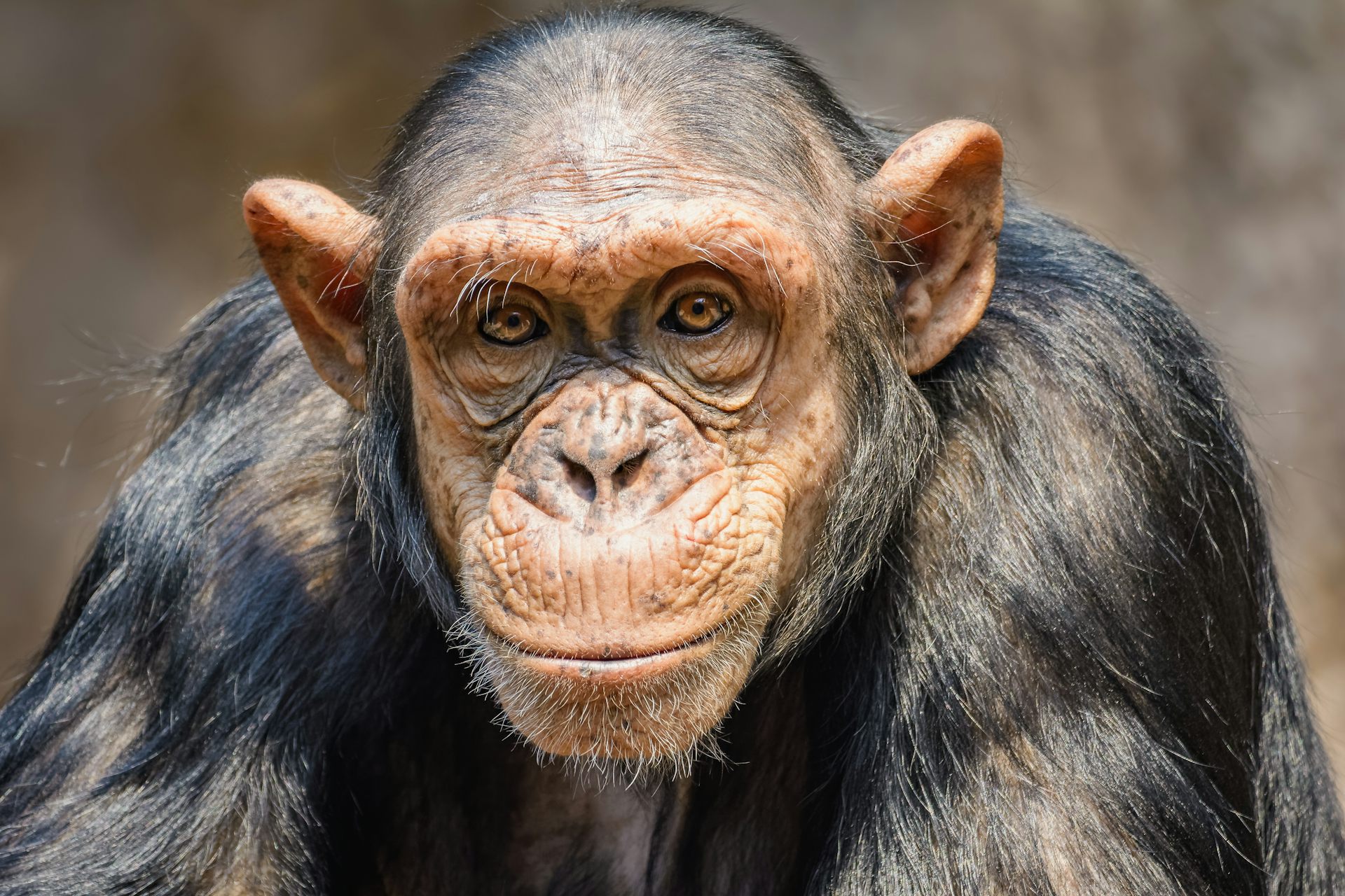 Can we really know what animals are thinking?