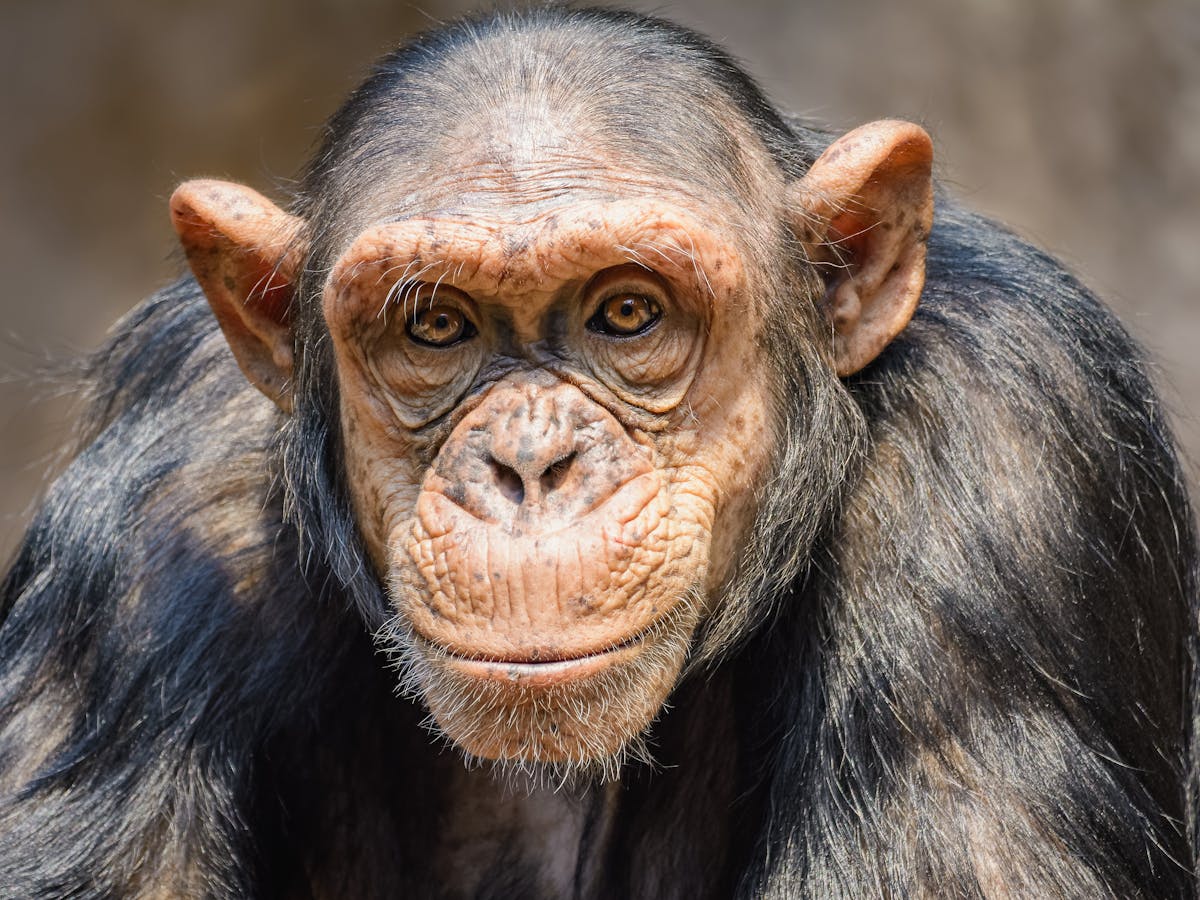 Can we really know what animals are thinking?