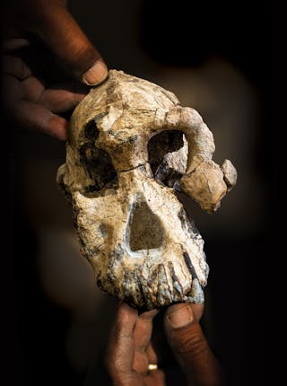 Paling berikut primitif yang di adalah ditemukan indonesia fosil yang pernah MATERI SEJARAH