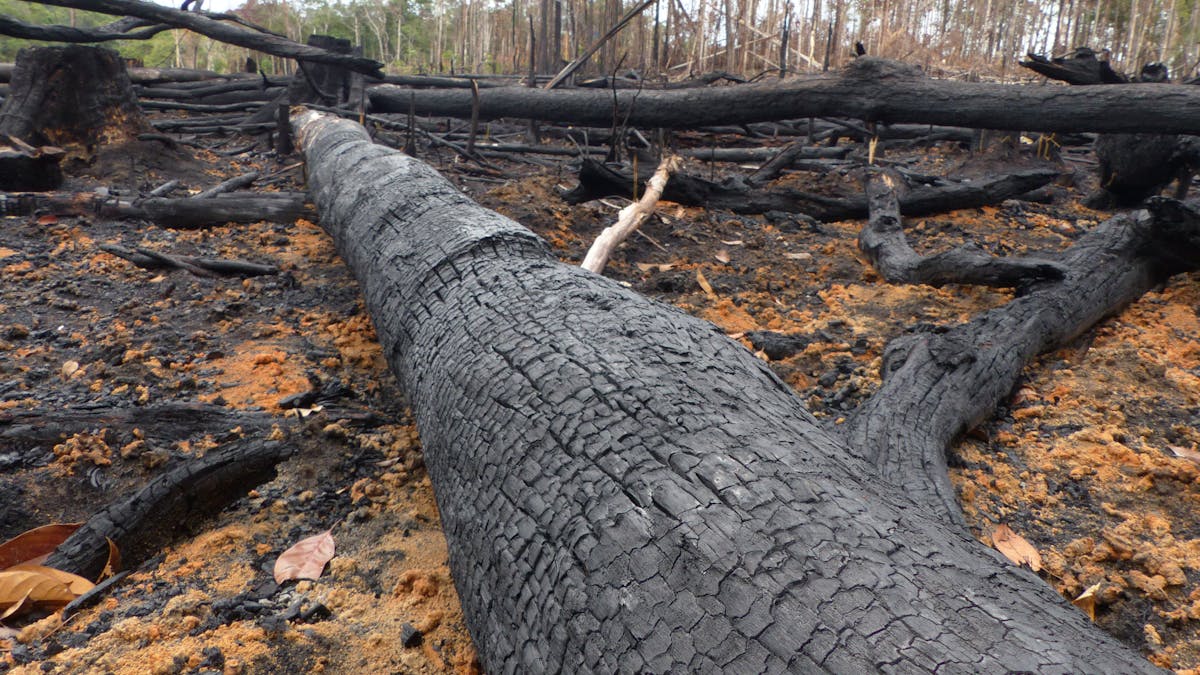 Amazon Fires Deforestation Has A Devastating Heating Impact On The Local Climate New Study
