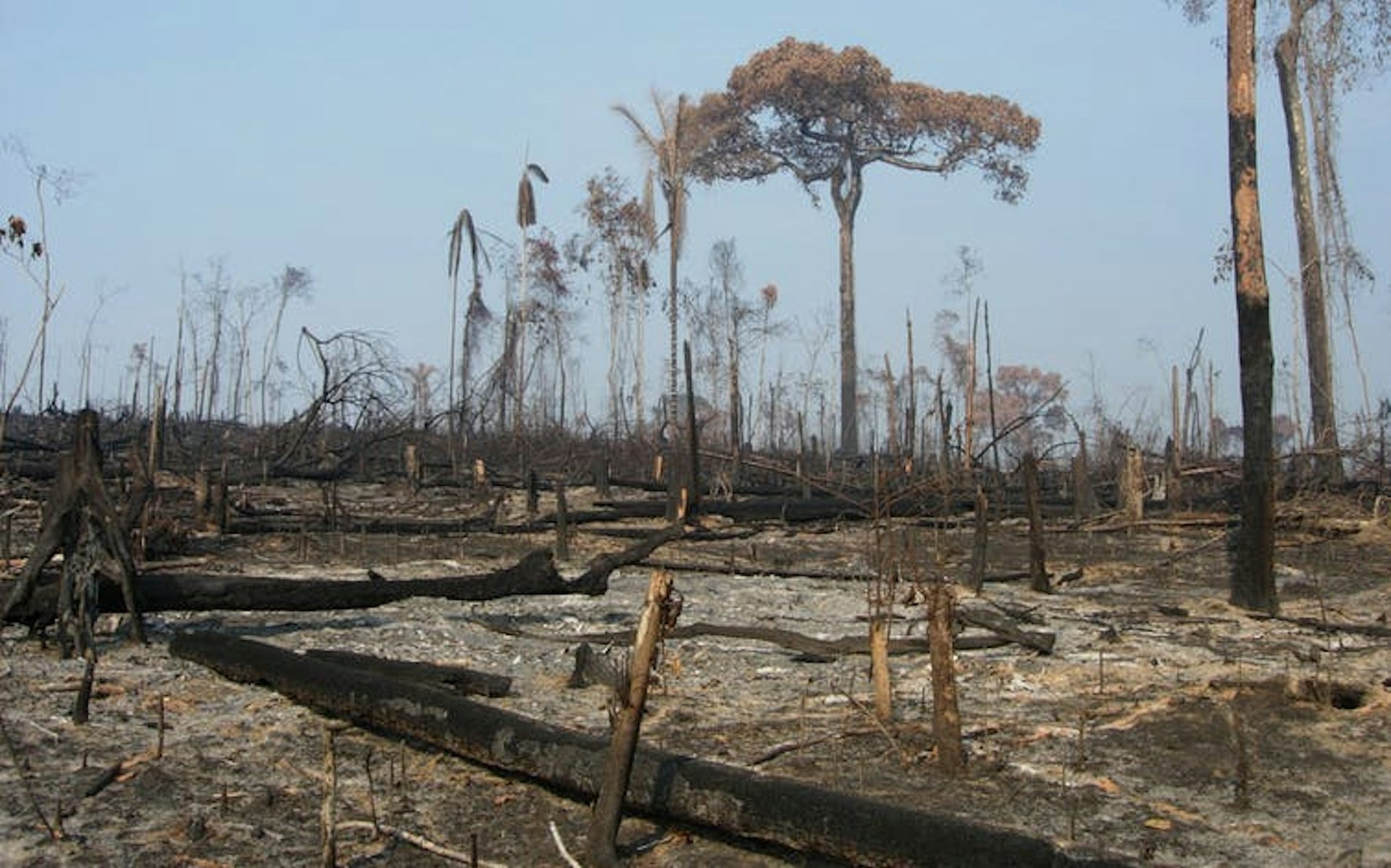 Amazon Fires: Deforestation Has A Devastating Heating Impact On The ...