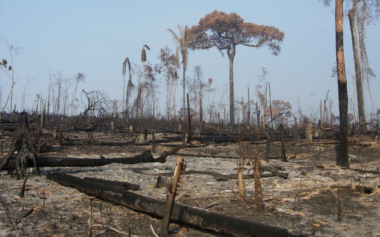 Amazon Fires Deforestation Has A Devastating Heating Impact On The Local Climate New Study